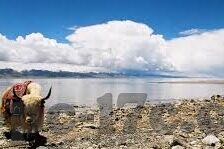 麻豆av在线视频-观看麻豆AV在线视频带来的思考，成人世界的灰色地带与道德边界